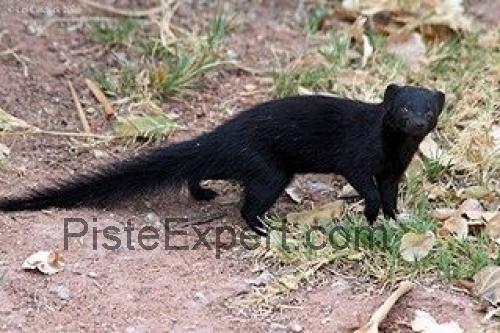 Mongoose Black fiche technique et avis